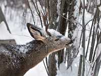 backyard deer 9291